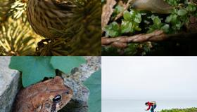 PRIRODA NA DLANU  City Nature Challenge (CNC) 2026 u Varaždinskoj županiji