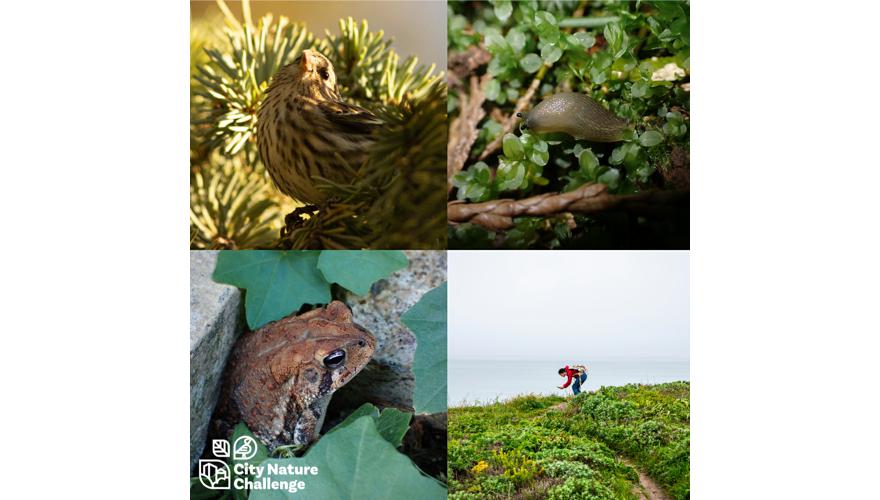 PRIRODA NA DLANU  City Nature Challenge (CNC) 2026 u Varaždinskoj županiji